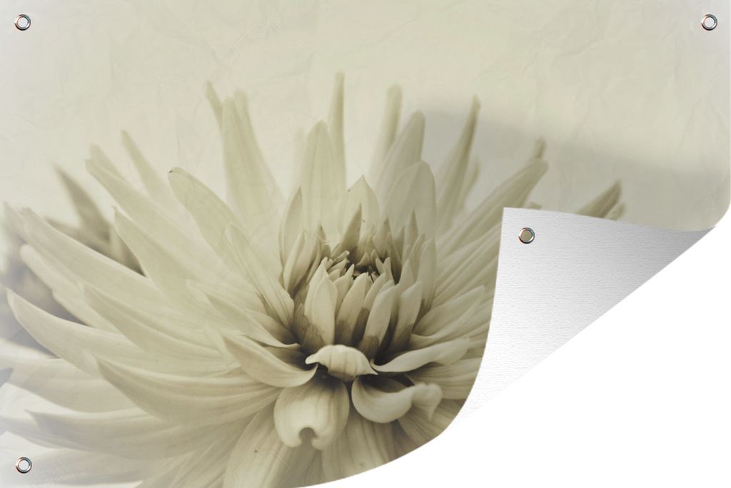 MuchoWow 120x80 cm Outdoor-Poster Gartendeko Sichtschutz Garten Poster für den Garten Weiße Dahlienblüte Sepia-Fotodruck