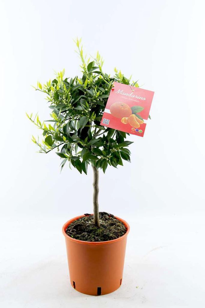 Drzewko mandarynkowe 80-100 cm - Citrus reticulata - Zdjęcie produktu 