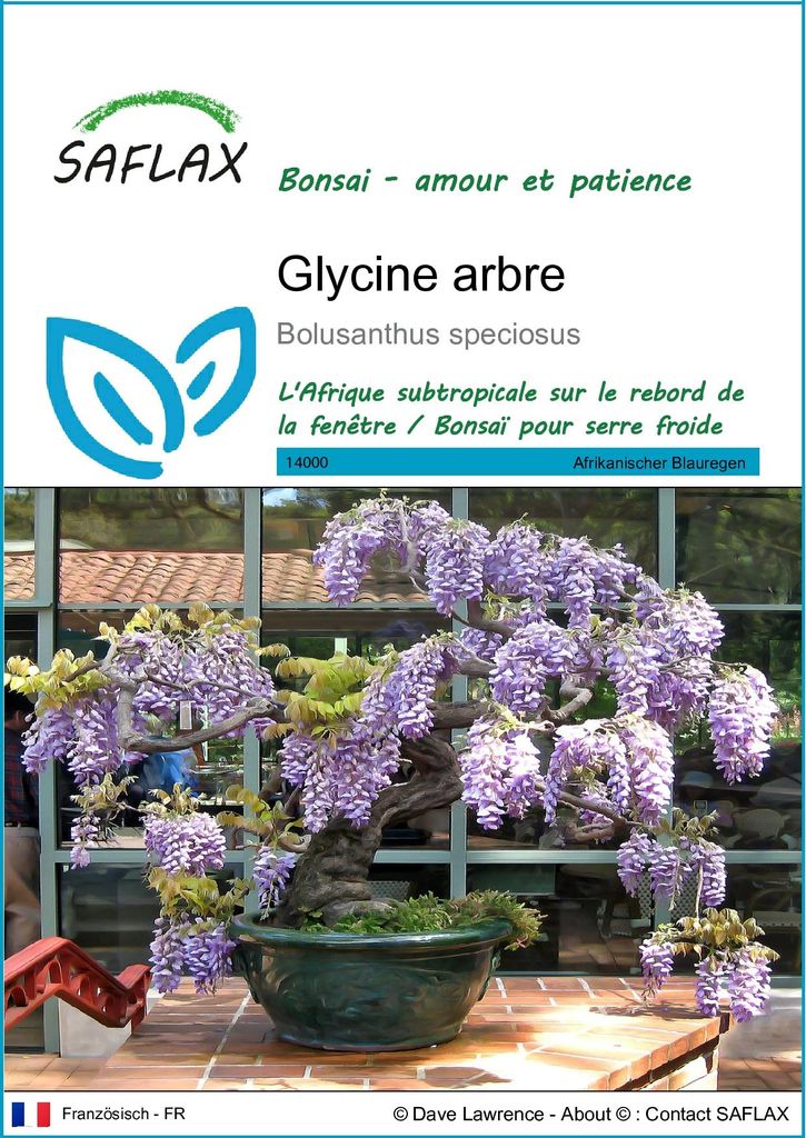 SAFLAX  - Glycine arbre - 15 graines - Bolusanthus Image du produit 