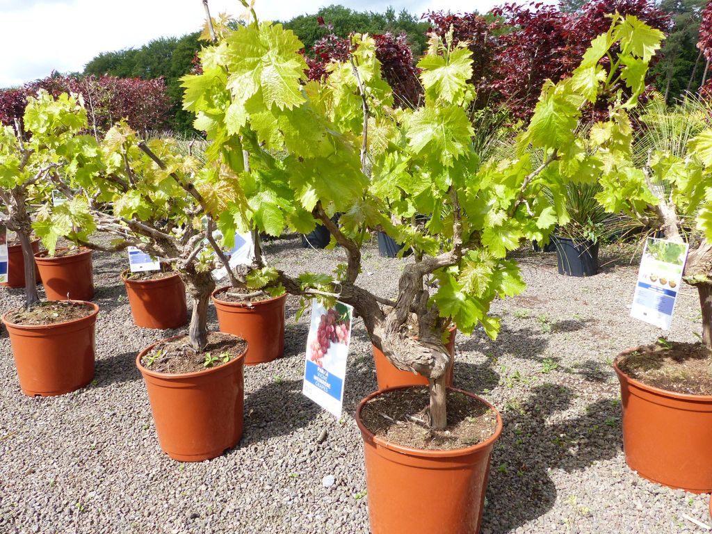 Vitis Vinifera kernlos rote & helle Trauben Weinstock, Produktbild 