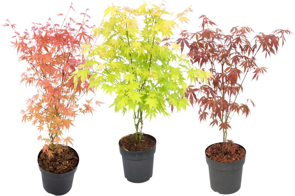 Klon japoński - 3 szt - Acer palmatum - Wysokość 60-70cm - Zdjęcie produktu 