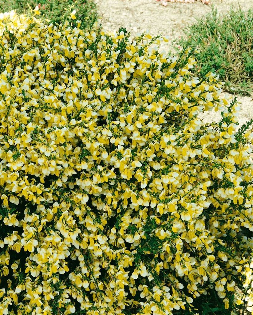 Cytisus scoparius 'Golden Cascade', Besenginster, goldgelb, 60–80 cm
