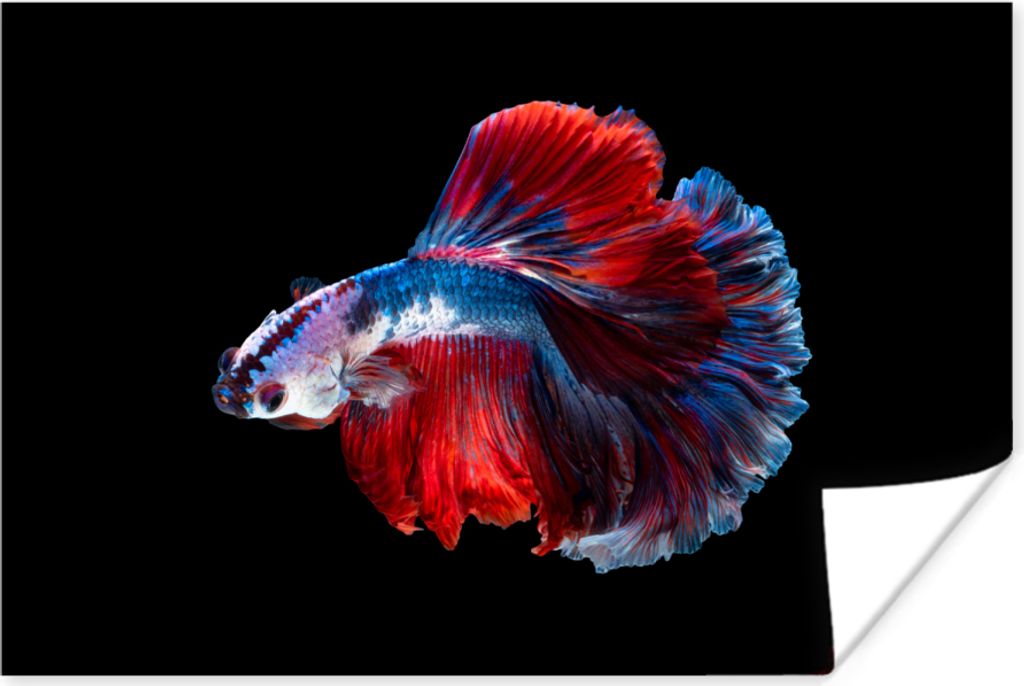 MuchoWow Poster Fisch - Schwanz - Schwarz 120x80 cm - Bilder