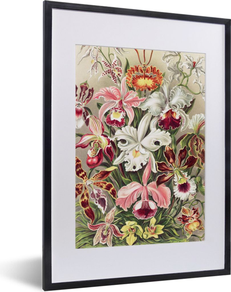 MuchoWow Gerahmtes Poster Blumen - Ernst Haeckel - Jahrgang - Orchidee 30x40 cm - Poster mit Schwarzem Bilderrahmen Wandposter Rahmen Foto Bilder...