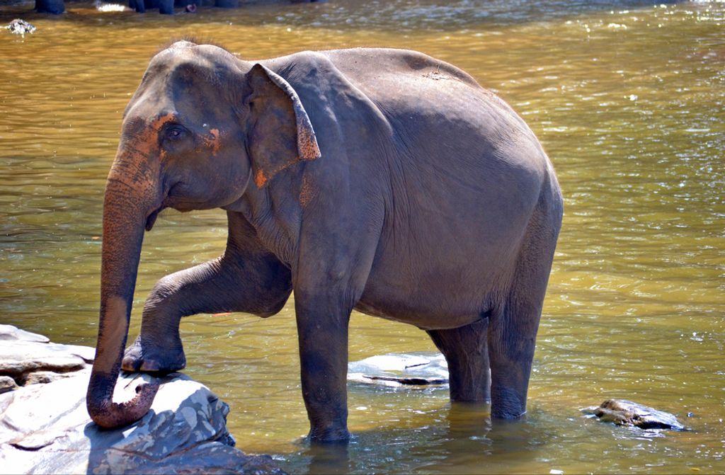 hansepuzzle 86984 - Elefant Puzzle, 500 Teile, Tierwelt, 46,0 x 30,0cm mit hochwertiger Aufbewahrung, Kartonbox und wiederverschließbarem Beutel