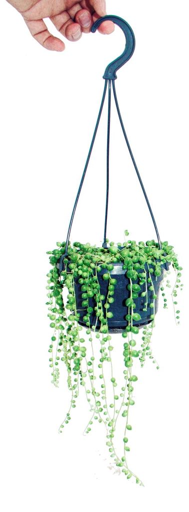 Hrách převislý se stuhou - Senecio rowleyanus Obrázek produktu 