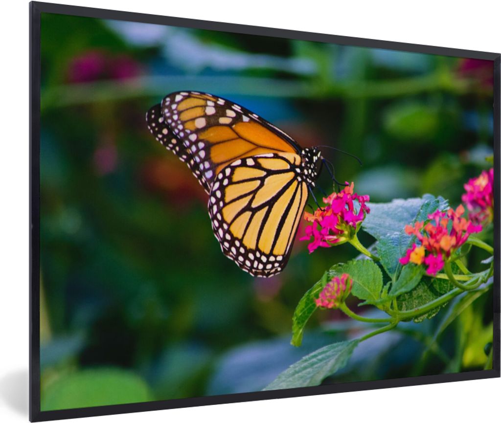 MuchoWow Gerahmtes Poster Schmetterlinge - Blume - Natur 60x40 cm - Poster mit Schwarzem Bilderrahmen Wandposter Rahmen Foto Bilder - Printing - ...