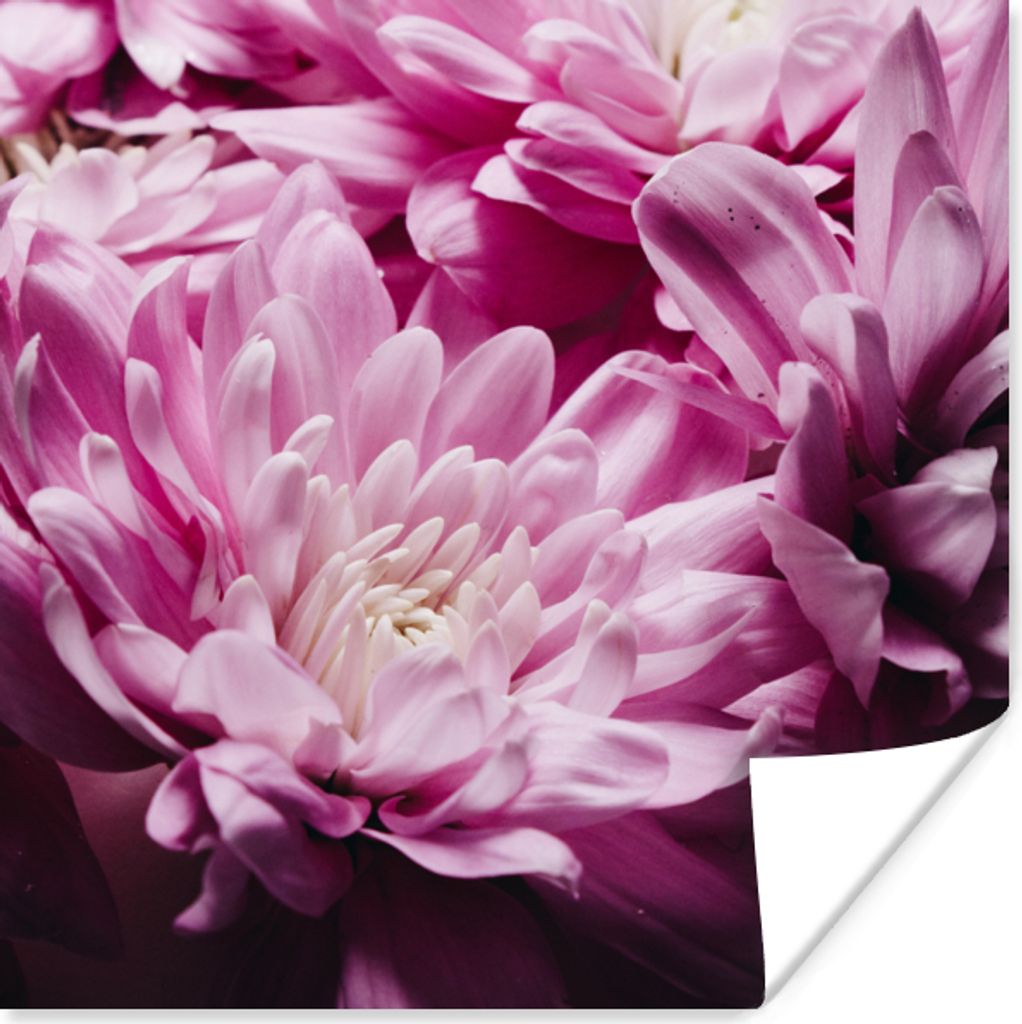 MuchoWow Poster Blumen - Rosa - Natur 50x50 cm - Wohnzimmerdekoration