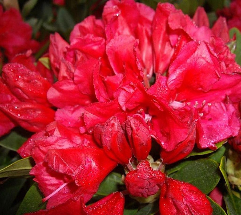 Rhododendron yakushimanum 'Toro Toro' Japanische Azalee 40 - 50 cm