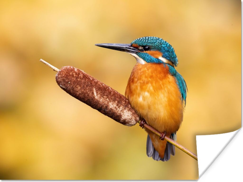 MuchoWow Poster Eisvogel - Natur - Vogel 120x90 cm - Wandbild