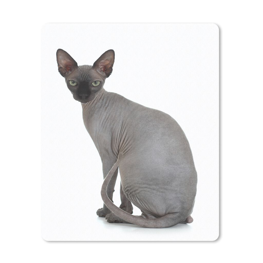 MuchoWow Mauspad Mousepad Graue Sphynx-Katze auf weißem Hintergrund 19x23 cm - Mousepads - Maus Mat - Pad - Mausunterlage - Mauspads - Spielen