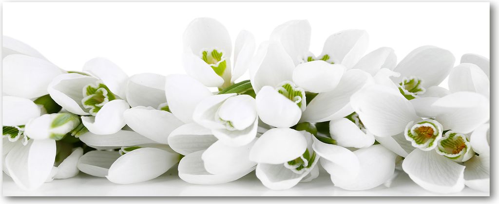 Tulup Leinwandbild - 125x50 cm - Wandkunst - Drucke auf Leinwand - Leinwanddruck - Blumen & Pflanzen - Weiß - Schneeglöckchen