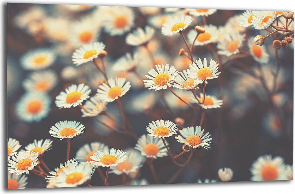 Herdabdeckplatte Glaskeramikkochfeld-Abdeckung Spritzschutz Glas 80x52 Blumen