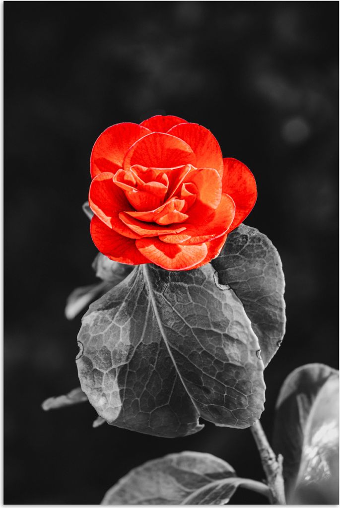 MuchoWow® Poster Blumen - Schwarz - Weiß - Rose - Rot 40x60 Produktbild 
