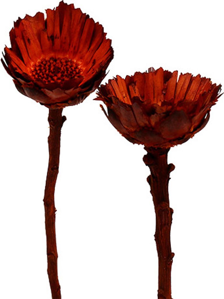 Exotische Compacta Rosette orange – Dekorative Trockenblumen für stilvolle Grabgestecke, 40 Stück