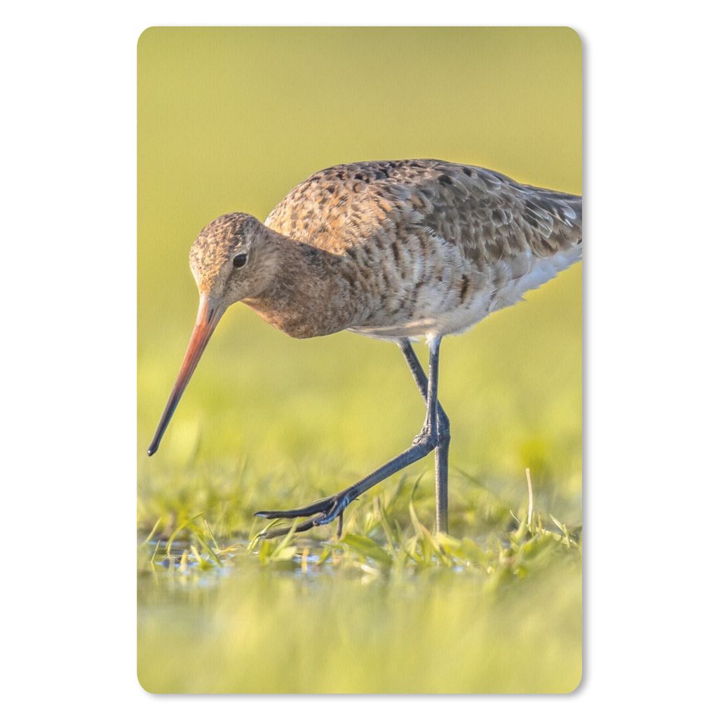 MuchoWow Mauspad Mousepad Vögel - Gras - Landschaft - Uferschnepfe 40x60 cm - Mousepads - Maus Mat - Pad - Mausunterlage - Schreibtisch Accesoire