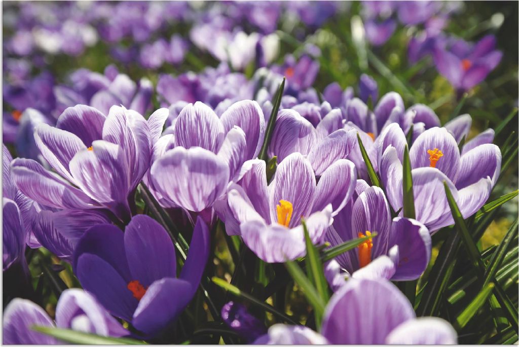 ARTland Wandbild Alu für Innen & Outdoor Krokusblumenwiese Größe: 60x40 cm