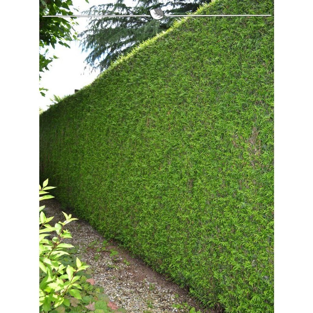 Lebensbaum Thuja plicata Martin 160-180 cm, 15x Heckenpflanze