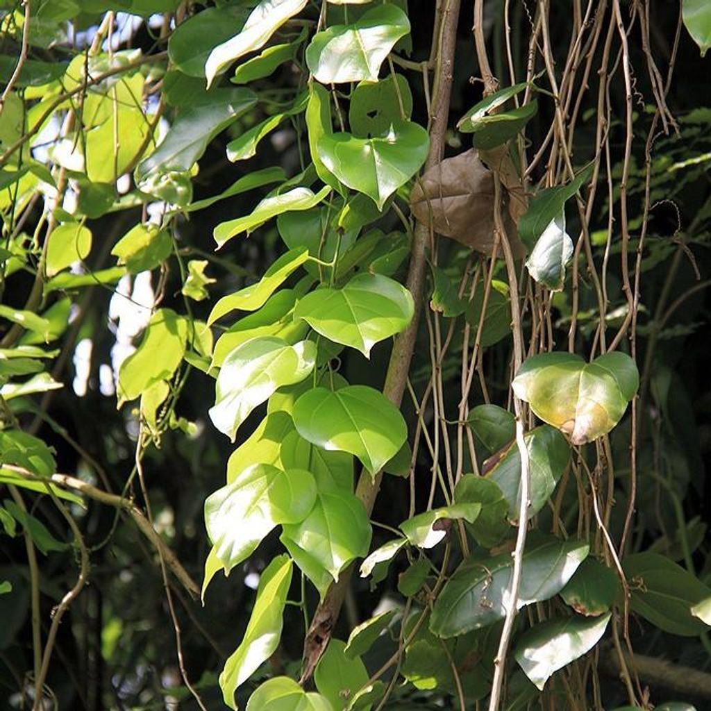 Javanische Gurke (Alsomitra macrocarpa) - 1 Samen