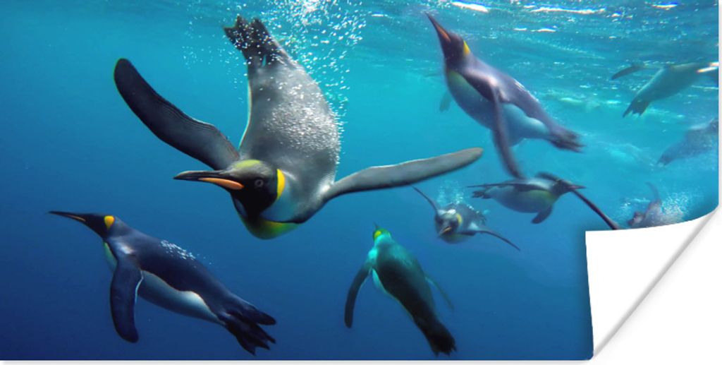 MuchoWow Poster Pinguine unter Wasser 80x40 cm - Wanddeko