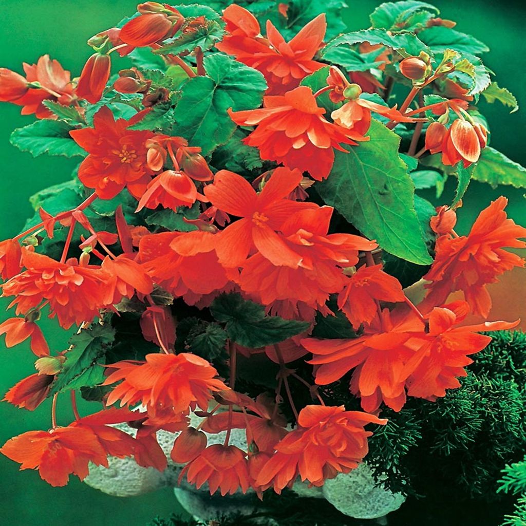 Bégonia retombant Orange Orange 1 pièce bégonias plants Image du produit 