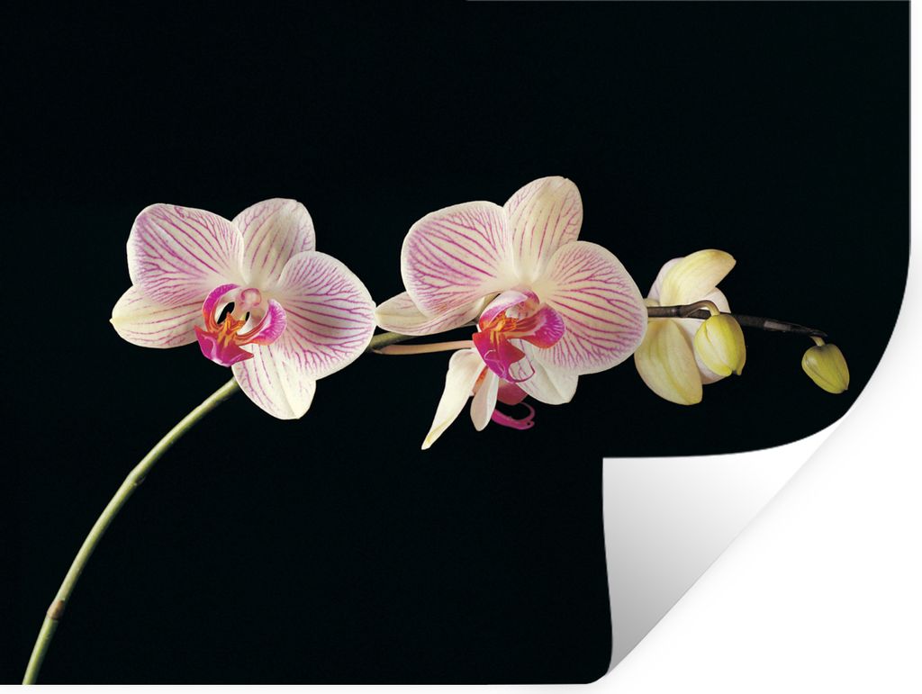 MuchoWow Wandtattoo Wandsticker Wandaufkleber Orchidee - Blumen - Schwarz - Rosa - Knöpfe 80x60 cm Selbstklebend und Repositionierbar - Faltenfrei