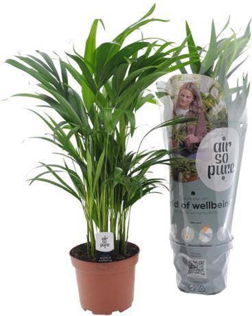 Goldfruchtpalme Dypsis Lutescens pflegeleichte Zimmerpflanze Ø17cm 65cm