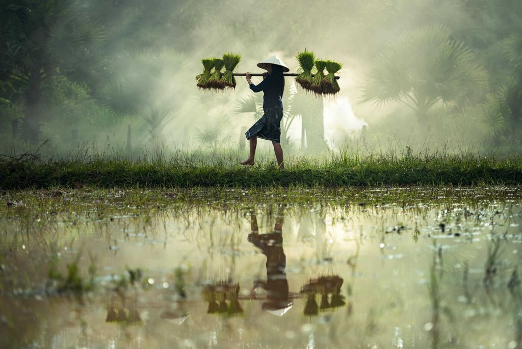 hansepuzzle 19001 - Reis-Ernte Puzzle, 2000 Teile, Menschen, 90,0 x 60,0cm mit hochwertiger Aufbewahrung, Kartonbox und wiederverschließbarem Beutel