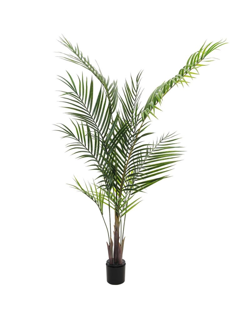 EUROPALMS Großblatt-Areca, Kunstpflanze, 165cm (82509441)