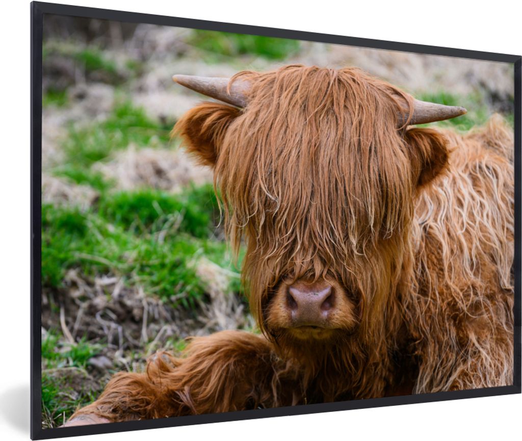 MuchoWow Gerahmtes Poster Schottischer Highlander - Heu - Gras 60x40 cm - Poster mit Schwarzem Bilderrahmen Wandposter Rahmen Foto Bilder - Print...