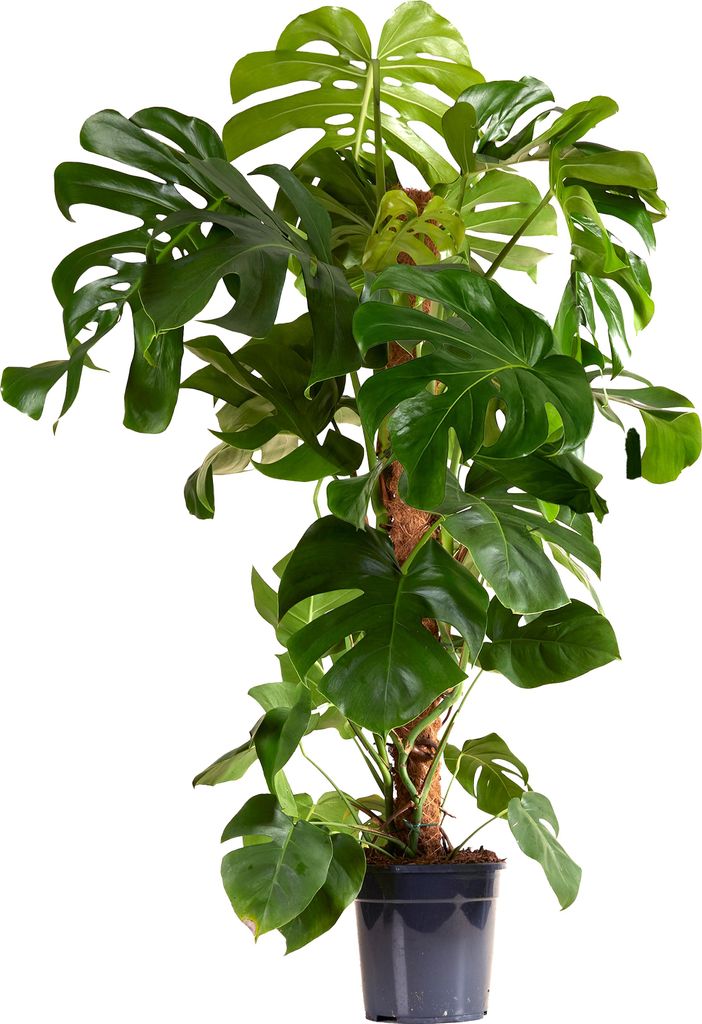 Bloomique - Monstera Deliciosa - z tyczką mchu - roślina Zdjęcie produktu 