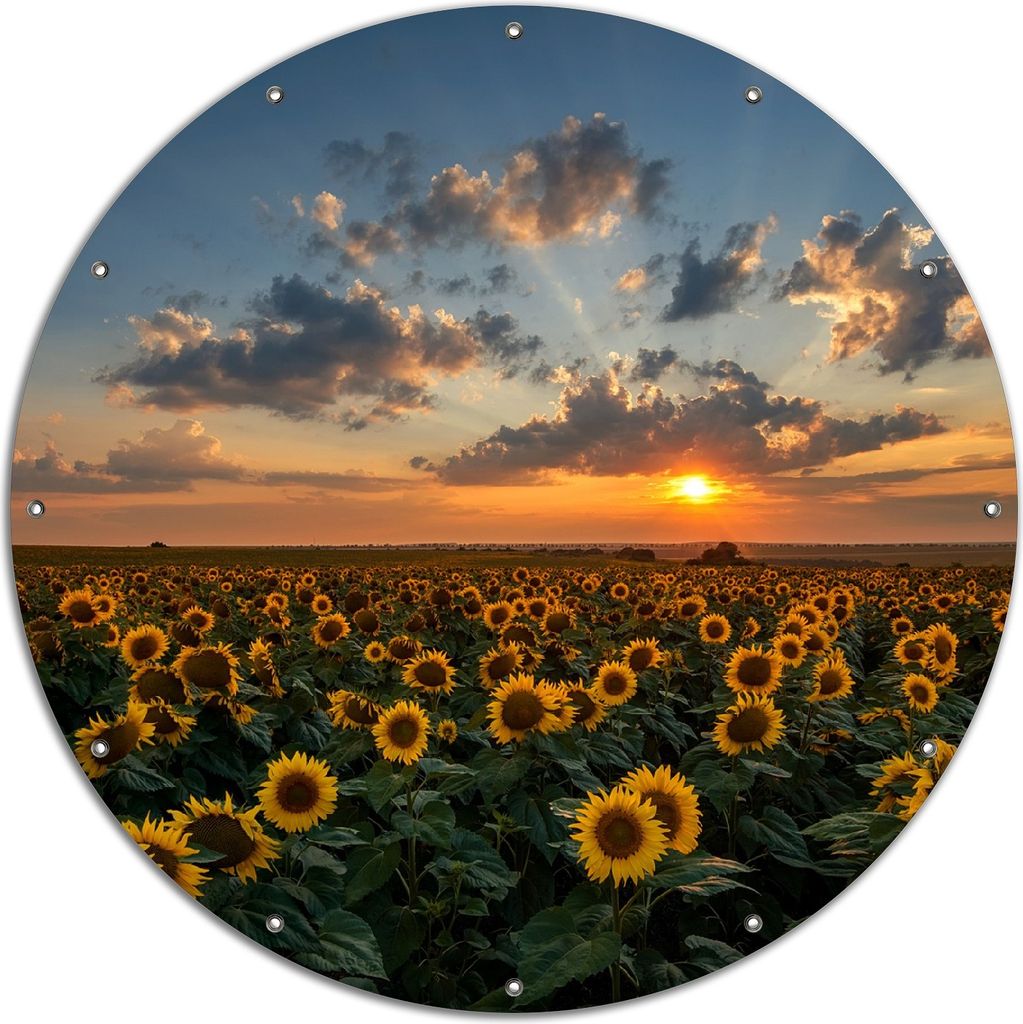 Wallario rundes Outdoor-Poster für Garten oder Balkon, Motiv Sonnenblumenwiese vor Wolken mit Sonnenuntergang, 120 cm Durchmesser
