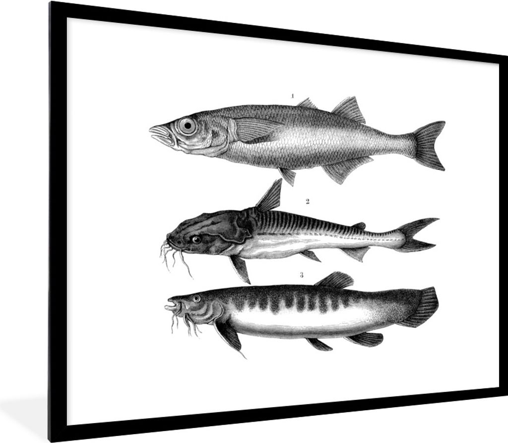 MuchoWow Gerahmtes Poster Eine schwarz-weiße Illustration von drei Fischen 80x60 cm - Poster mit Schwarzem Bilderrahmen Wandposter Rahmen Foto B...