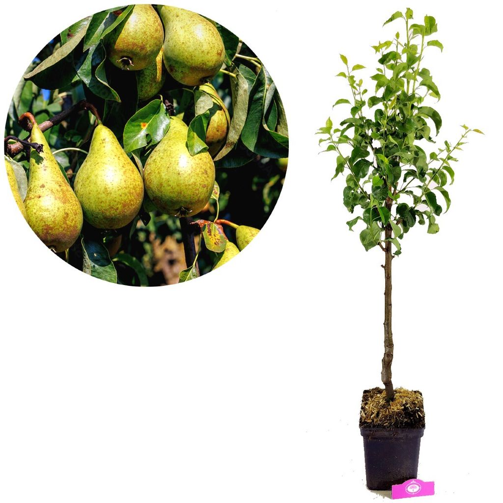 A pear tree sapling in a pot next to a circular inset showing ripe pears on a branch.