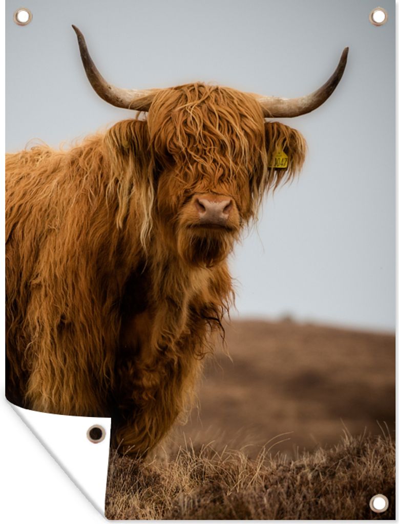 MuchoWow 90x120 cm Outdoor-Poster Gartendeko Sichtschutz Garten Poster für den Garten Schottischer Highlander - Düne - Gras