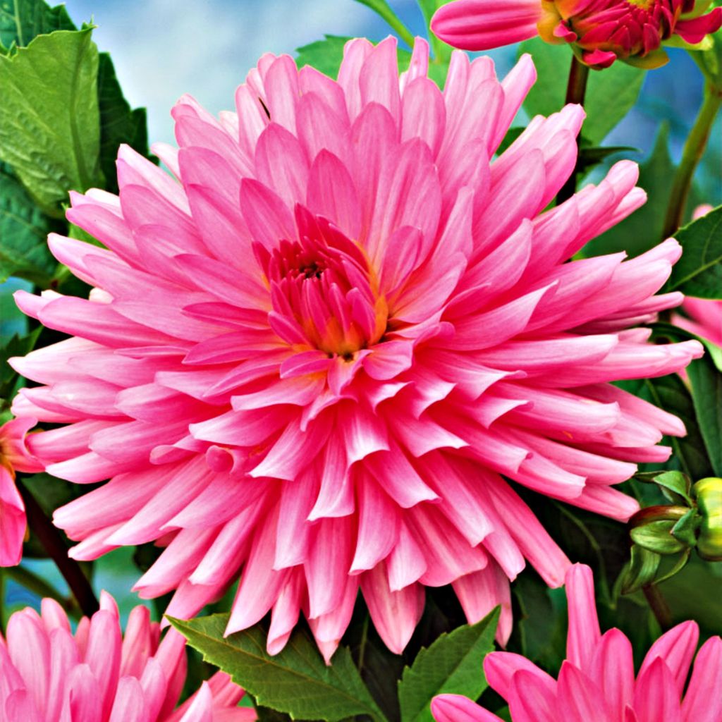 Dahlie Garten und Töpfe Knollen Kaktus-Dahlie Pink 1 St.