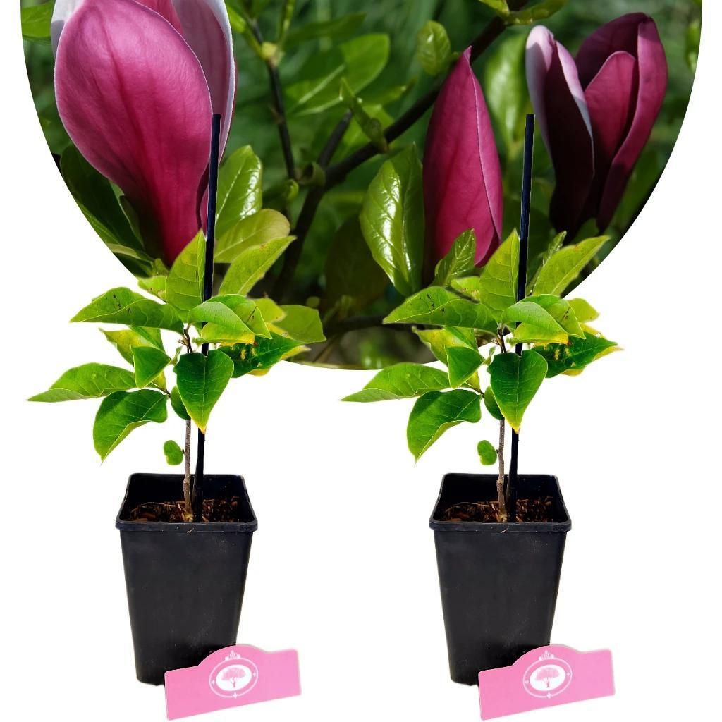 Two small potted plants with purple flowers and green leaves.