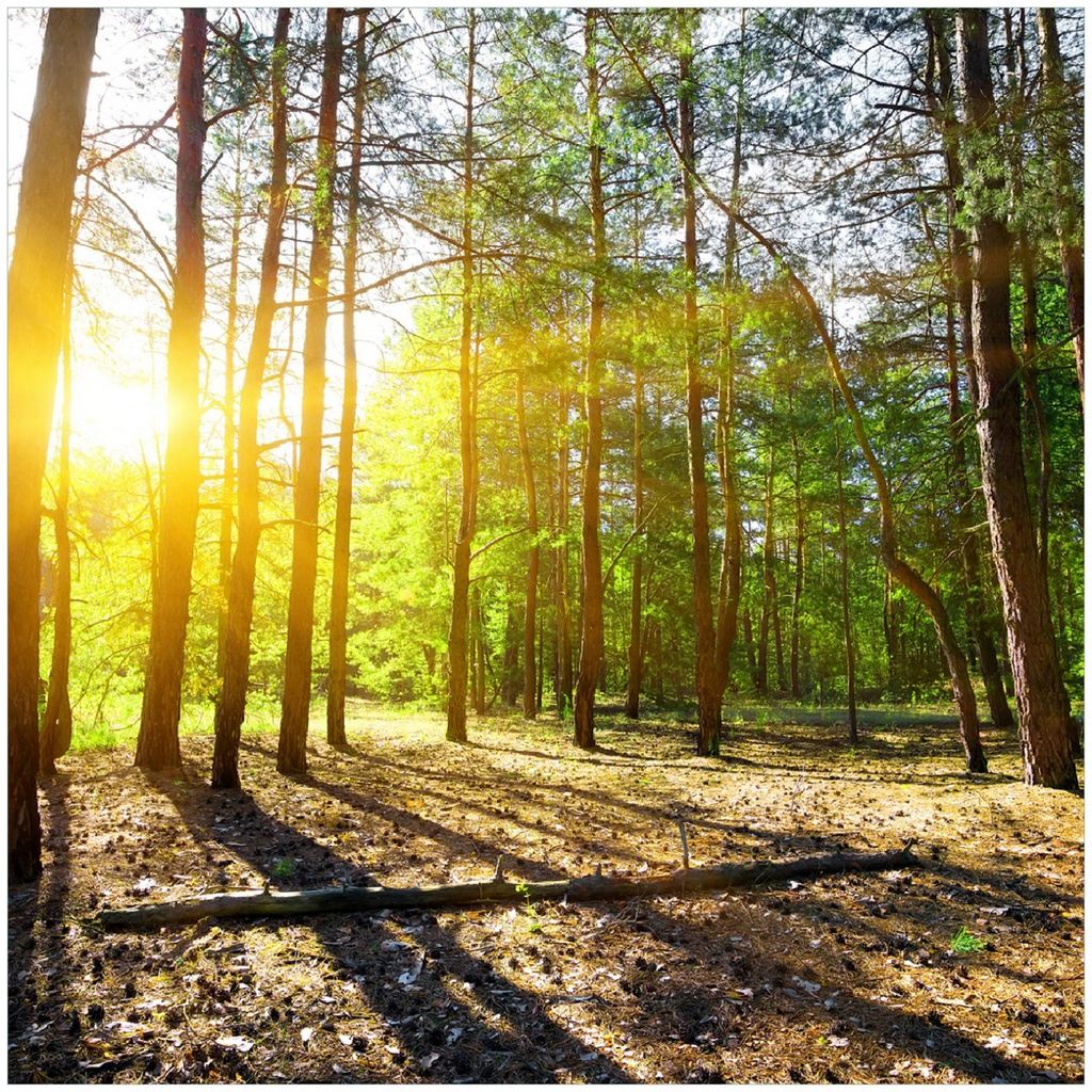 Wallario Premium Glasbild, freischwebende Optik, kräftige Farben, Größe 30 x 30 cm Motiv Sonnenstrahlen tief hinter dem Wald