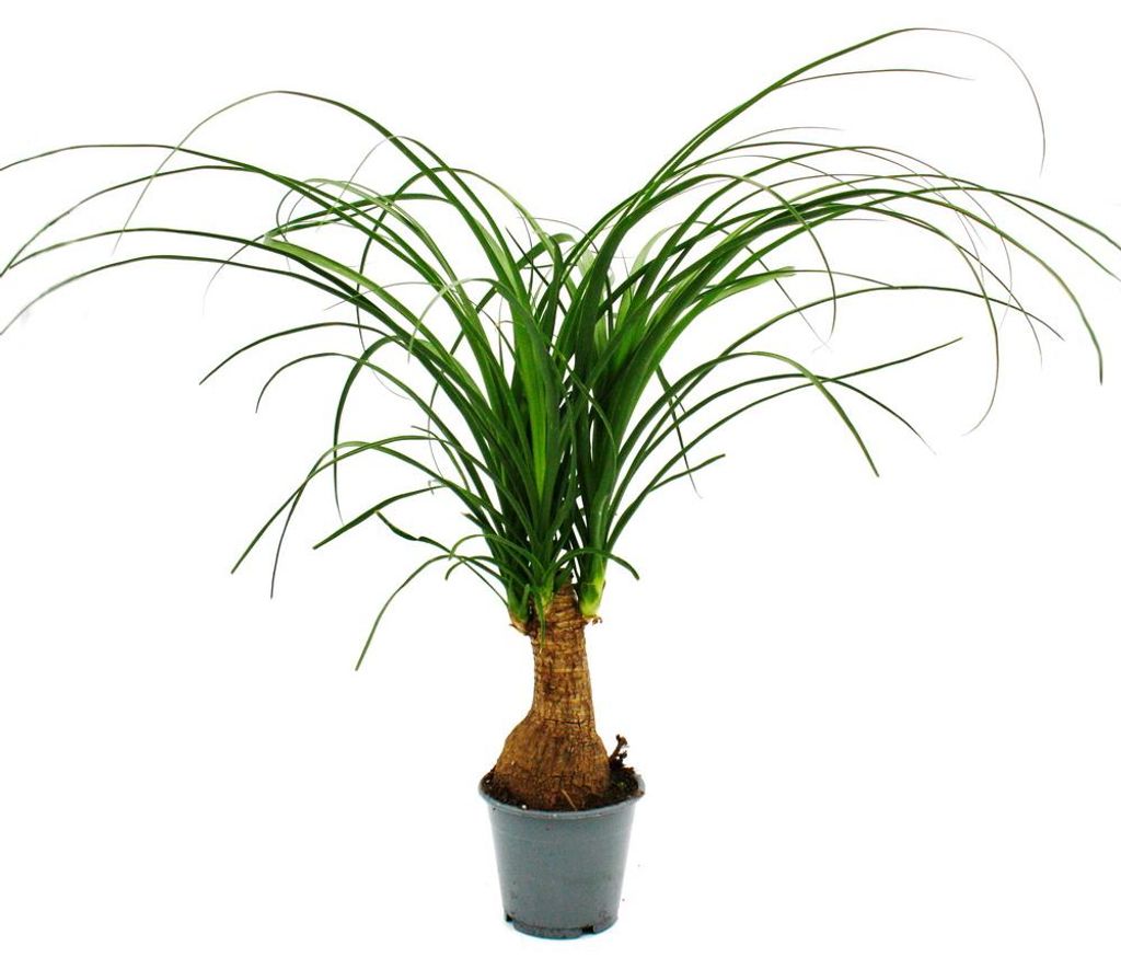 Kleiner Elefantenfuss - Beaucarnea recurvata - Nolina - Zimmerpflanze - 12cm Topf - Stamm