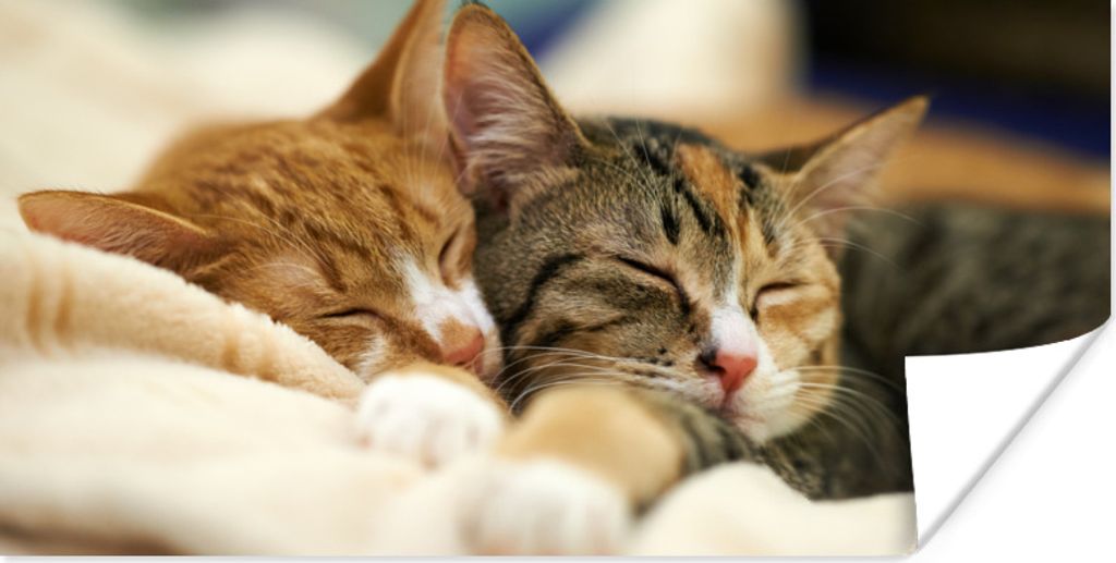 MuchoWow Poster Katzen - Schlafen - Vorleger 40x20 cm - Poster für die Wand - Poster Schlafzimmer