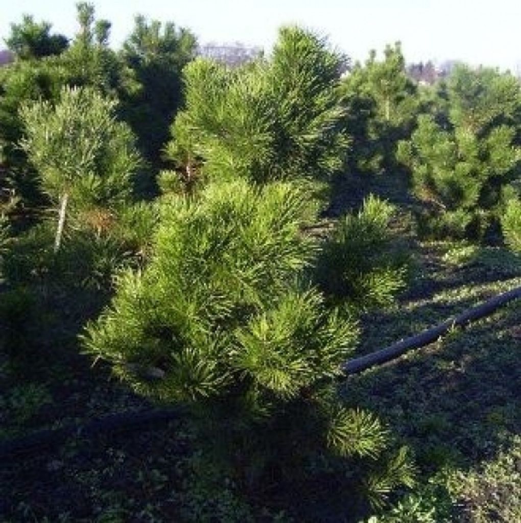Pinus contorta Compacta - Zwergdrehkiefer - 50-60cm Produktbild 