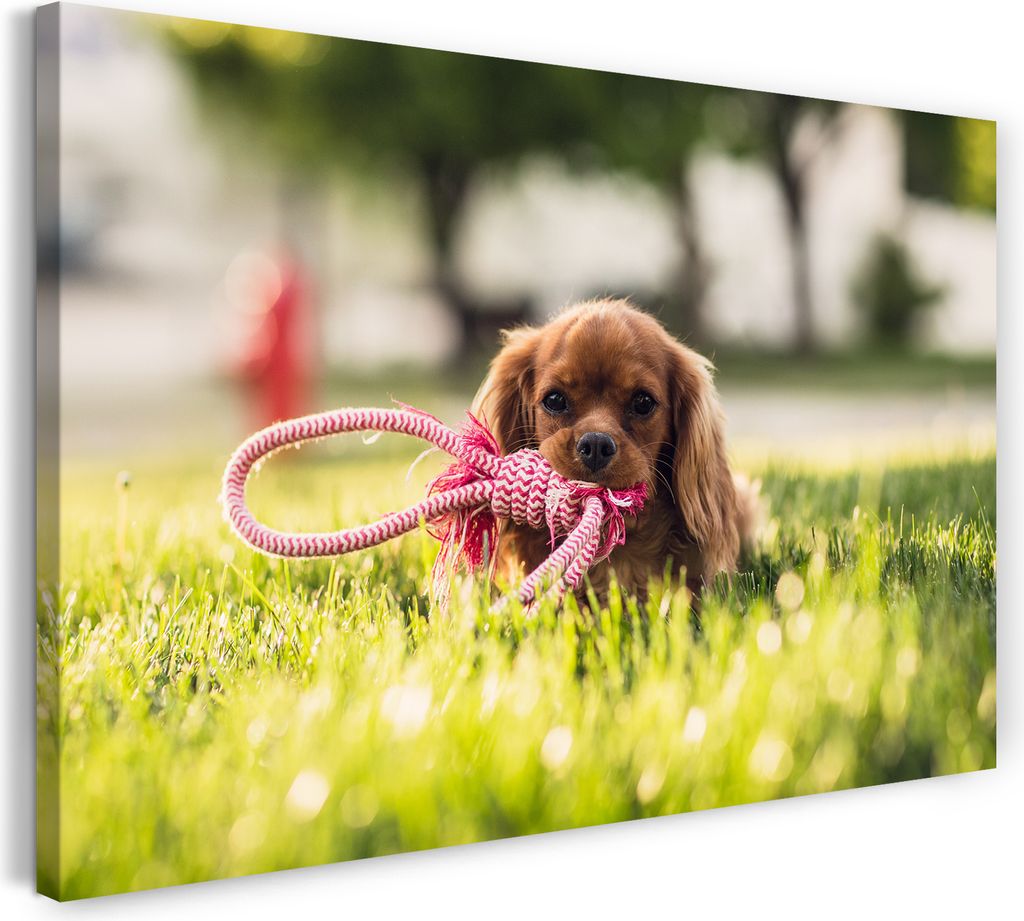 Leinwandbild (80x60cm): Spielender Hund Tier-Bilder süßes Hunde-Baby Hundebabies playing, echter Holz-Keilrahmen inkl. Aufhänger, handgefertigt ...