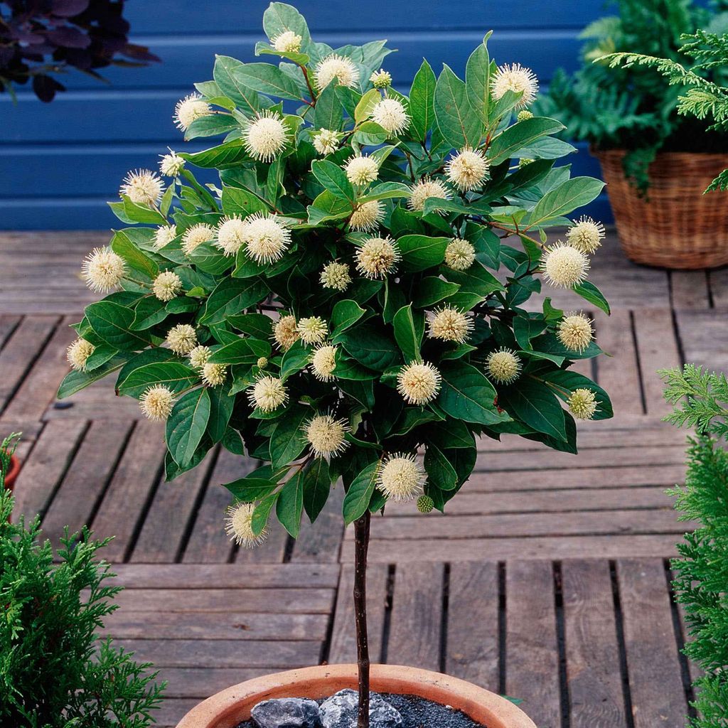 A potted plant with white flowers on a wooden deck.