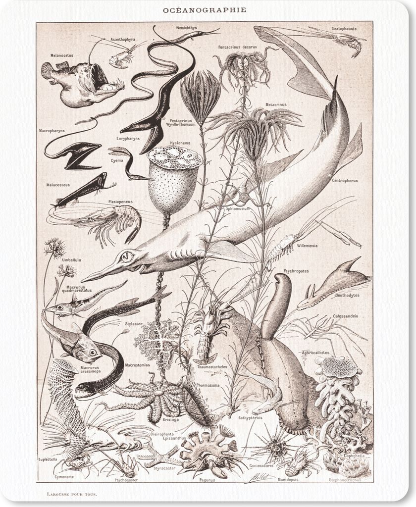 MuchoWow Mauspad Mousepad Meerestiere - Meer - Schwarz - Weiß 19x23 cm - Mousepads - Maus Mat - Pad - Mausunterlage - Mauspads - Spielen