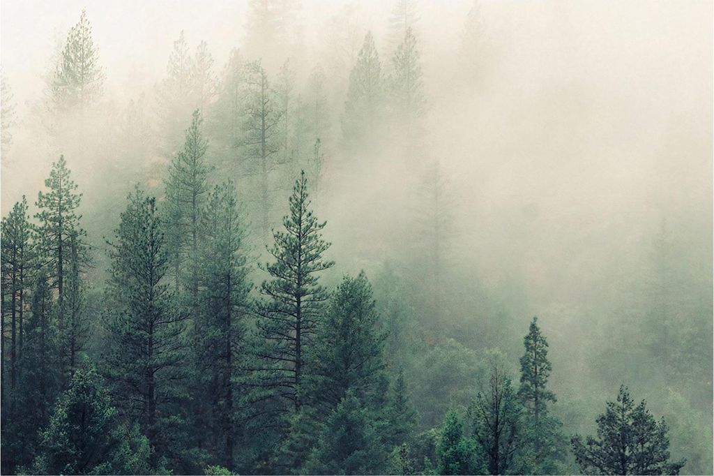 Fototapete Wald - Vliestapete - Bildtapete UV-beständig Wald grün Motiv Wandtapete geruchsfrei