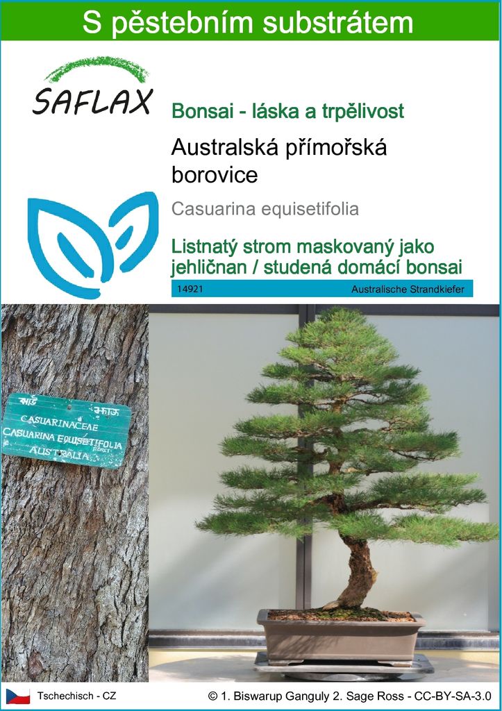 SAFLAX - Australská přímořská borovice - Casuarina Obrázek produktu 