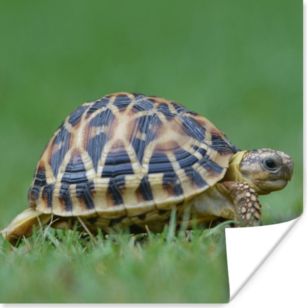 MuchoWow Poster Schildkröte im Gras 30x30 cm - Wandposter - Printing