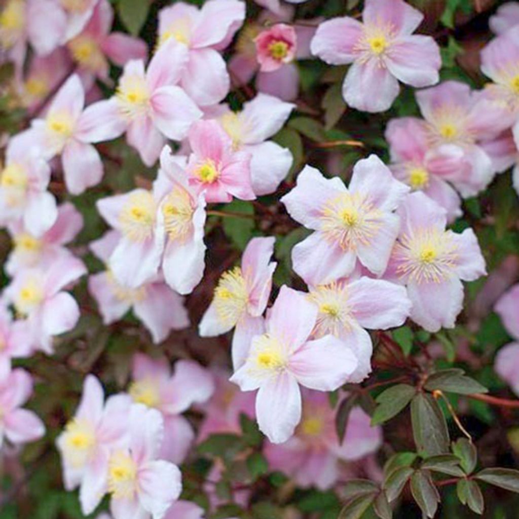 2 x Waldrebe montana - Clematis montana 'Mayleen' | 50-60 cm in Container