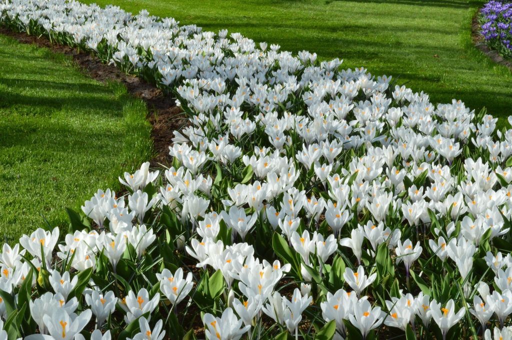 500 Blumenzwiebeln - Großblumige weiße Krokusse Jeanne Produktbild 
