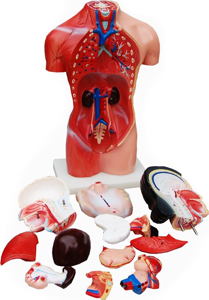 Anatomie Körper Anatomisches Modell Körpermodell Puppe Produktbild 3